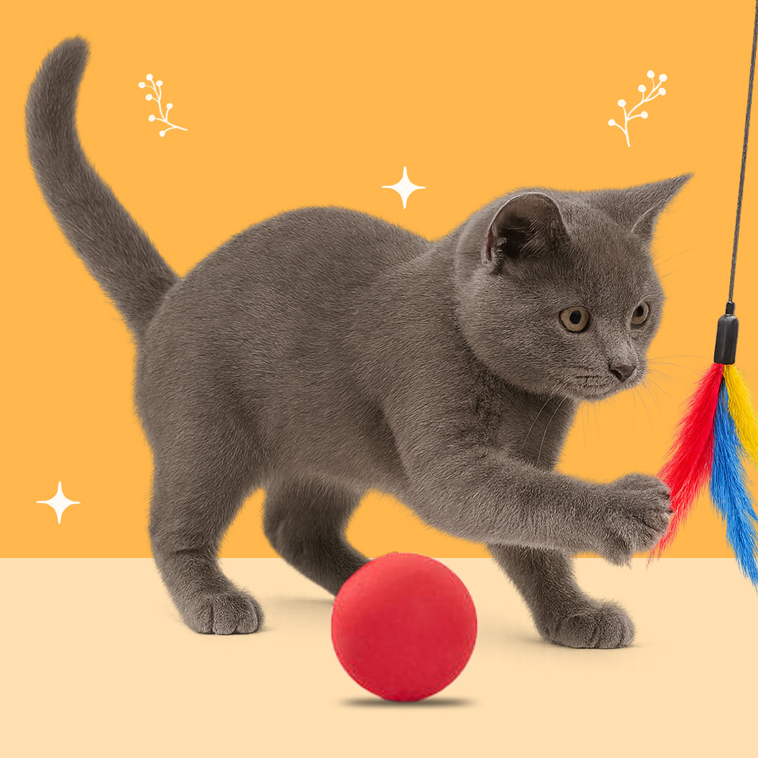 Cat Toys