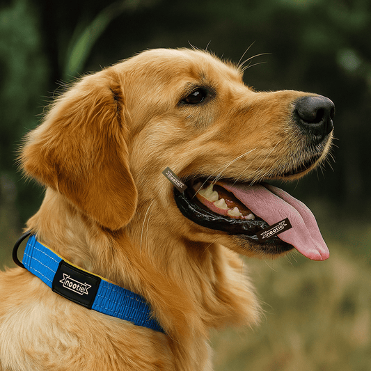 Nootie Plush Padded Collar Blue Color with Yellow Detailing