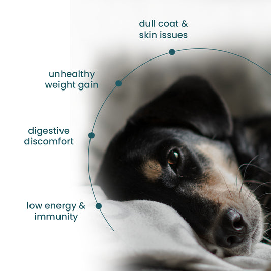 Nibblr Chicken Liver and Pumpkin Dog Food – 300g