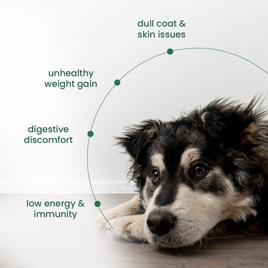 Nibblr Chicken Veggie & Rice Dog Food – 300g