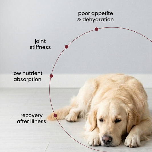 Nibblr Chicken Bone Broth (100ml) - Hydrating Meal Topper for Dog - nootie.in