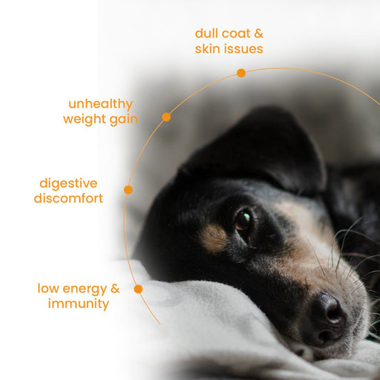 Nibblr Chicken Liver and Pumpkin (100g) – Fresh Wholesome Dog Meal - nootie.in