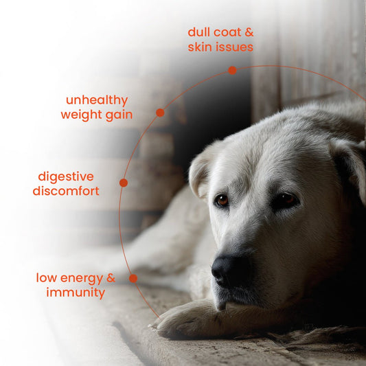 Nibblr Fresh Dog Food - Chicken Liver, Beetroot & Rice (300g)