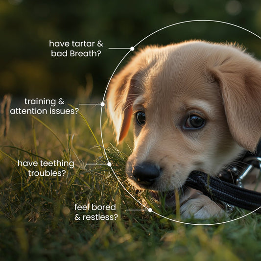 Nootie Chicken Biscuits with Milk and Cheese Flavour for Puppies (900g) | High - Protein, Crunchy Growth Snack - nootie.in