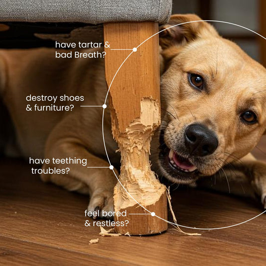 Nootie Chicken Biscuits with Peanut Butter Flavour for Adult Dogs (900g) | High - Protein, Crunchy & Energy - Rich Treats - nootie.in
