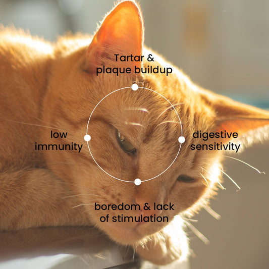 Nootie Chicken Wrapped Fish Cat Treats (35g) - Cat Snacks