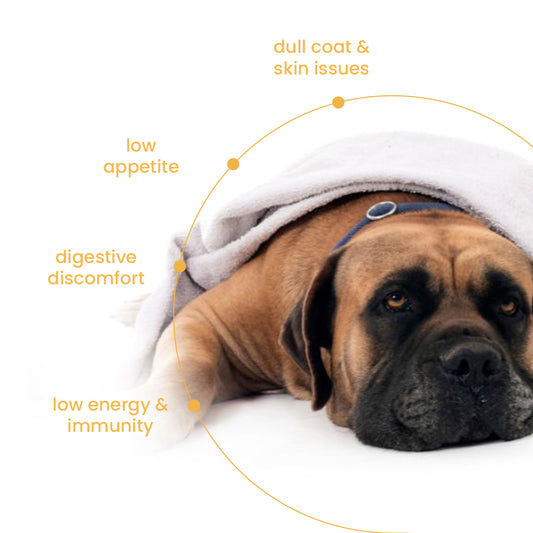 Nootie Chicken Gravy - Meals for Dog