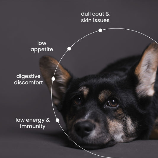 Nootie Chicken & Liver Gravy - Meals for Dog