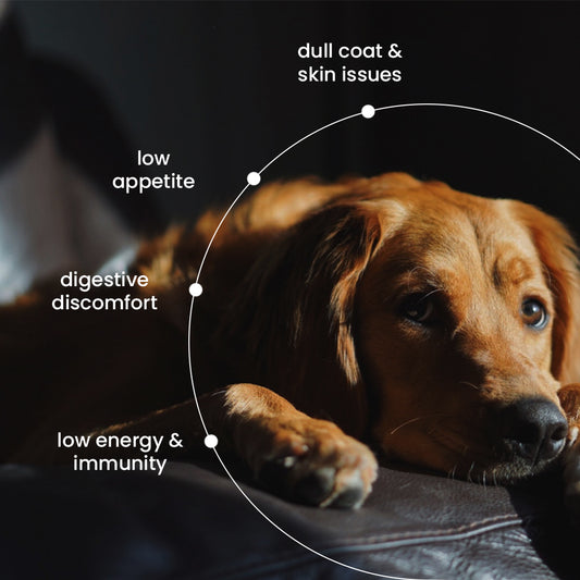 Nootie Chicken & Veg Dog Food Gravy | High-Protein, Fiber-Rich & Digestive Support (70g)