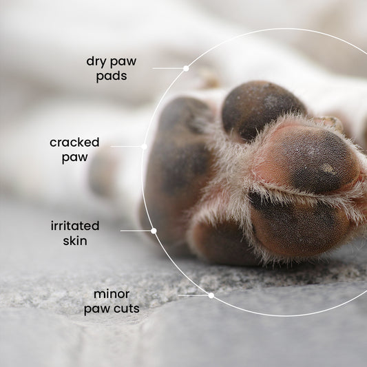 Nootie Pet Paw Butter with Shea Butter, Mango Butter & Lavender Essential Oil for Dogs & Cats (100g) | Moisturises, Heals & Protects Dry Paws