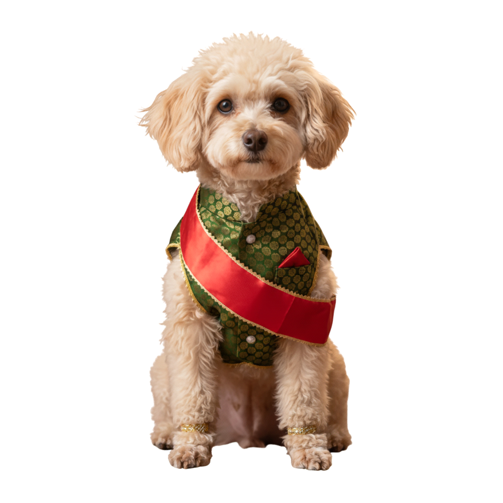 Nootie Festive Sherwani with Chunni for Pets – Green | Stylish Outfit for Weddings & Festivals