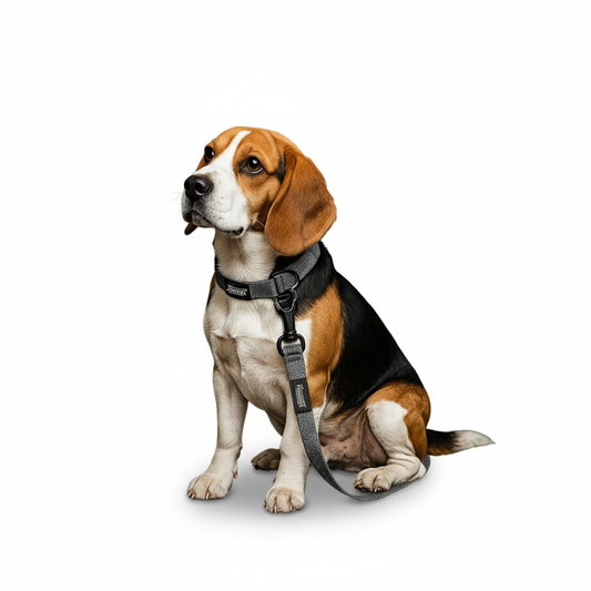 Nootie Plush Padded Leash Grey Color with Blue Detailing