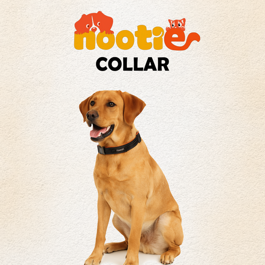 Nootie Plush Padded Collar Black Color with Orange Detailing