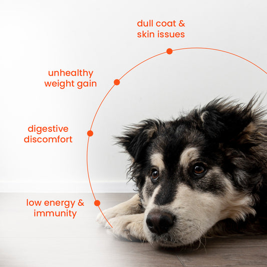 Nibblr Chicken Sweet Potato & Rice Dog Food  – 300g