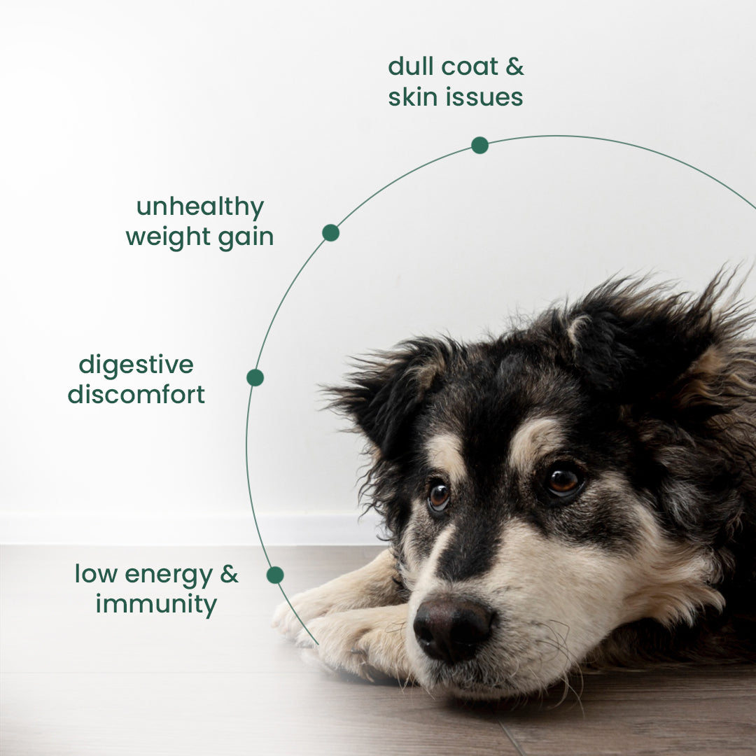 Nootie Balanced Dog Meal(300g)