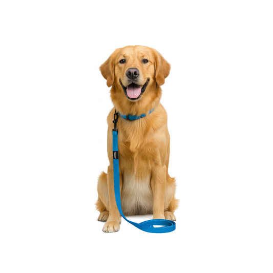 Nootie Plush Padded Leash Blue Color with Yellow Detailing