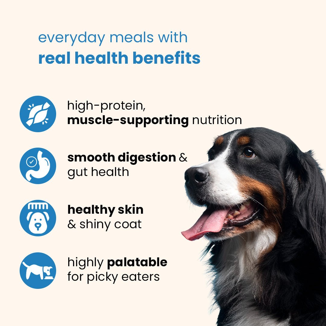 Nibblr Chicken Veggie & Rice (100g) – Fresh Wholesome Dog Meal - nootie.in