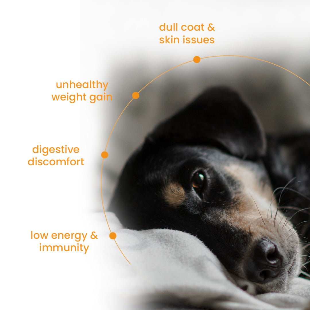 Nibblr Daily Chicken Liver and Pumpkin (300g) - Fresh Wholesome Dog Meal - nootie.in