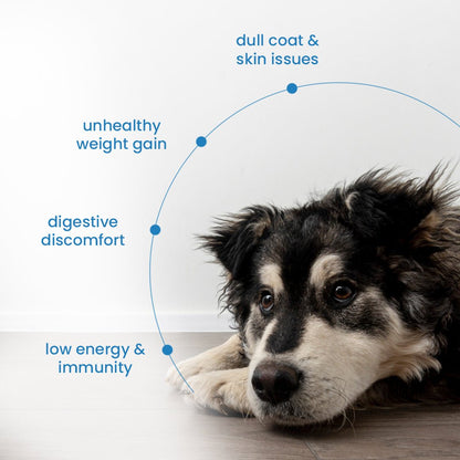 Nibblr Daily Chicken Veggie & Rice Dog Meal (300g) - Fresh Wholesome Dog Meal - nootie.in