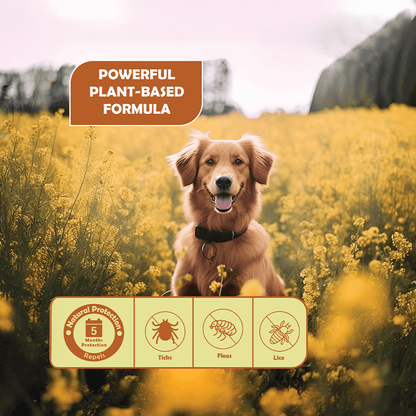 Nootie All Natural Tick & Flea Collar for Dogs & Cats | 5 Months Protection | Waterproof, Adjustable & Chemical - Free Pest Defence - nootie.in