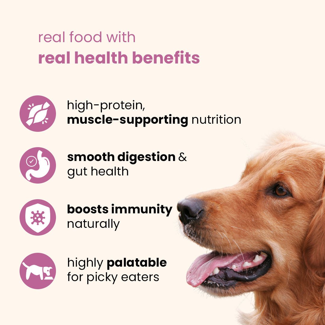 Nootie Chicken & Liver Gravy Dog Food | High - Protein, Energy Boosting & Digestive Support (70g) – a great option in meals for dog - nootie.in