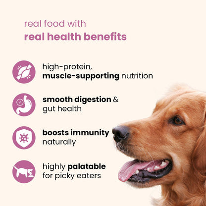 Nootie Chicken & Liver Gravy Dog Food | High - Protein, Energy Boosting & Digestive Support (70g) – a great option in meals for dog - nootie.in