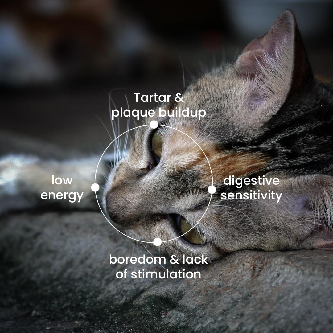 Nootie Chicken Shreds Cat Treats (35g) - High - Protein & Taurine - Rich Natural Snacks for Heart Health - nootie.in