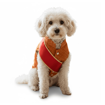 Nootie Festive Sherwani with Chunni for Pets – Orange | Stylish Outfit for Weddings & Festivals - nootie.in