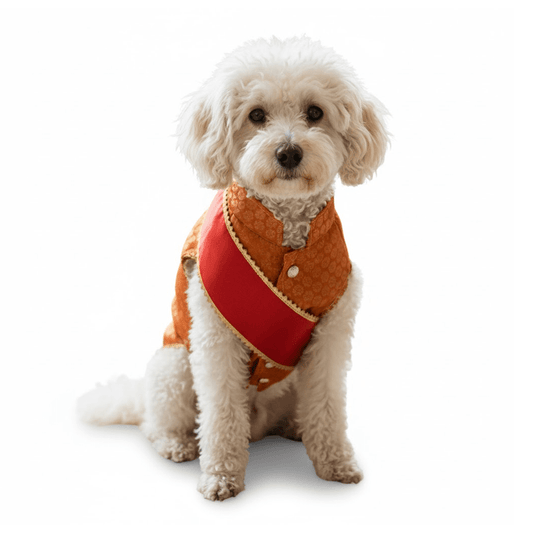 Nootie Festive Sherwani with Chunni for Pets – Orange | Stylish Outfit for Weddings & Festivals - nootie.in