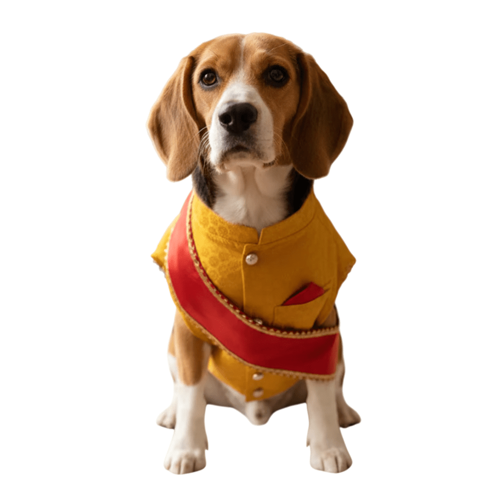 Nootie Festive Sherwani with Chunni for Pets – Yellow | Stylish Outfit for Weddings & Festivals