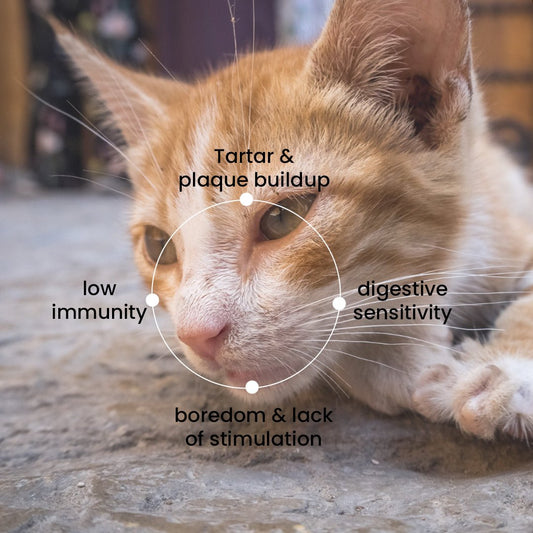 Tuna Cat Treats - Nootie Tuna & Cranberry Cat Treats (35g)