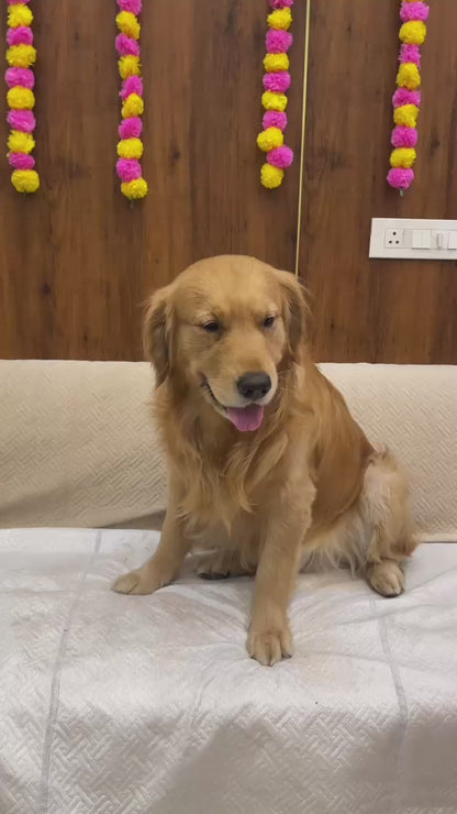 Nootie Printed Kurta – Orange | Traditional Ethnic Outfit for Dogs