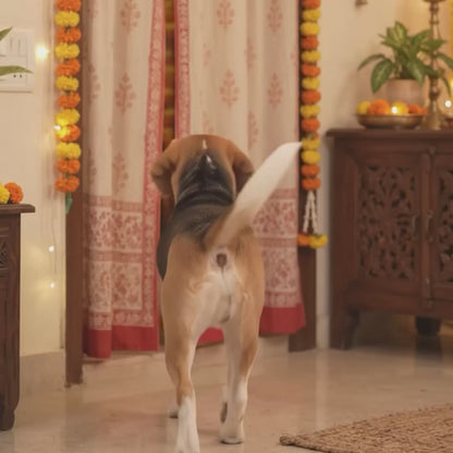 Nootie Dog Kurta - Brocade Pink