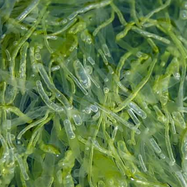 seaweed extract