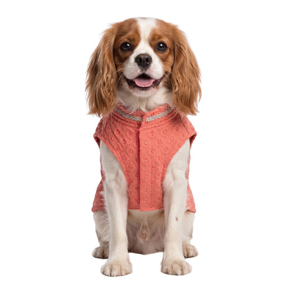 Nootie Dog Sherwani - Peach