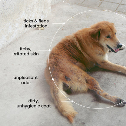 Nootie Herbal Neem Dog Shampoo (200 ml) | Anti-Tick, Soothing & Deodorising Cleanse