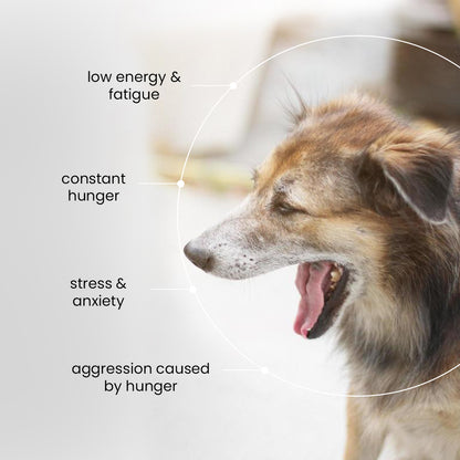 Nootie Chicken Dog Biscuits | High-Protein Crunchy Treats for Dogs (40gm)